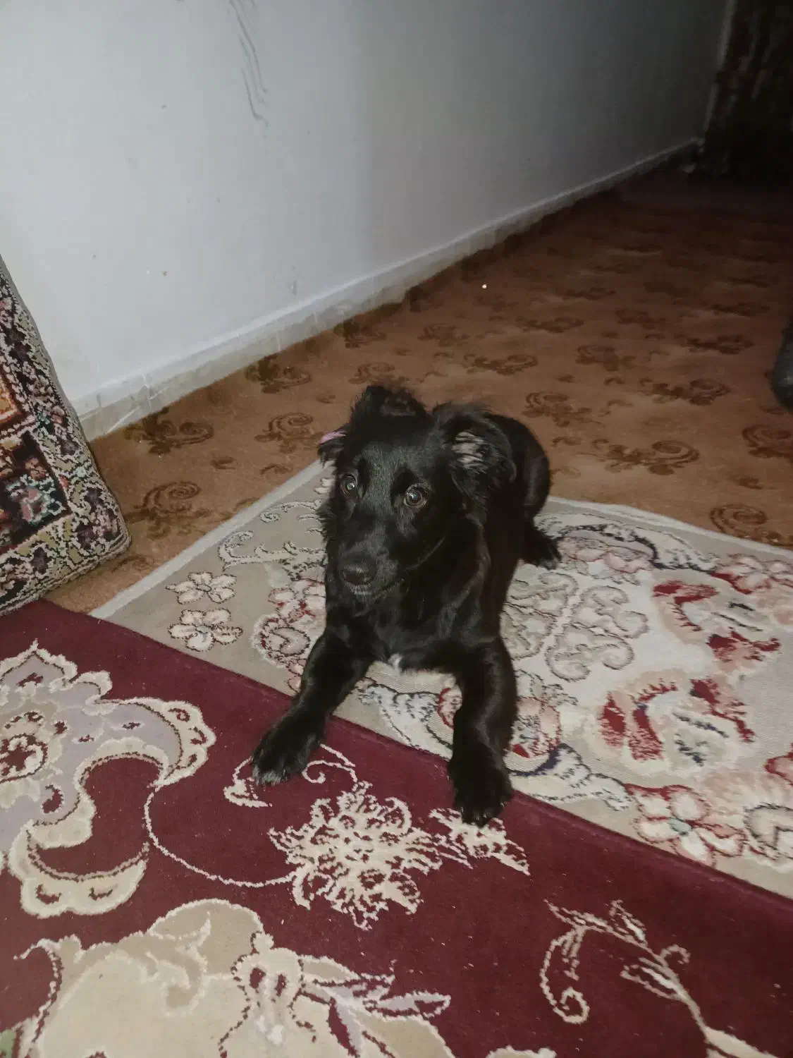 سگ مشکی پا کوتا|سگ|مشهد, کوی سیدی|دیوار