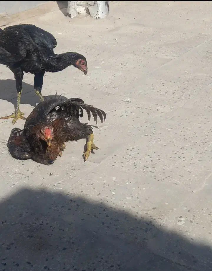 جوجه لاری نسل قدیم،تاج مهر عتیقه و خیلی کمیاب|حیوانات مزرعه|آفتاب, |دیوار