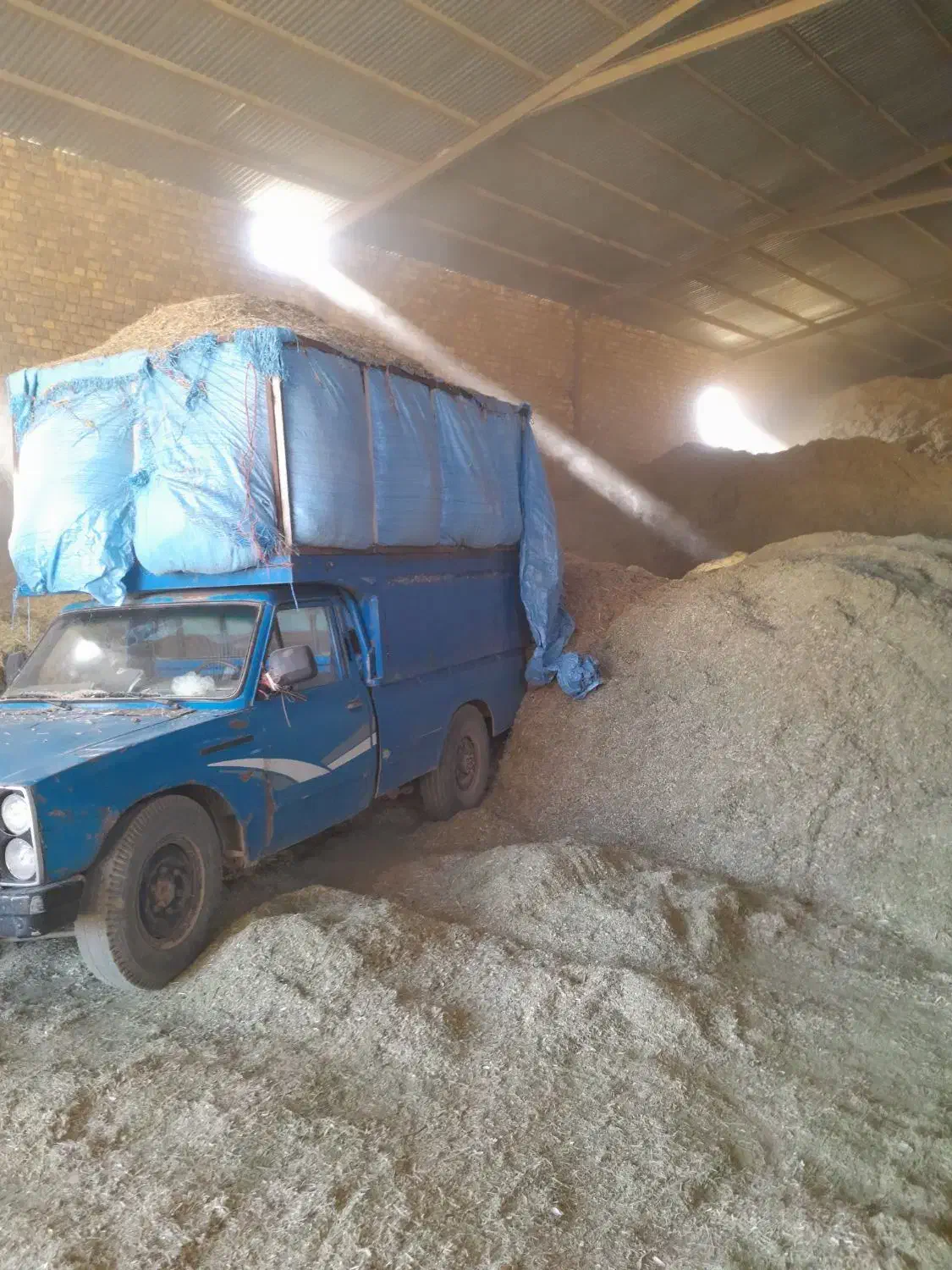 خریدارکاه لوبیا قرمز کاه لوبیا سفید|خدمات باغبانی و درختکاری|شازند, |دیوار