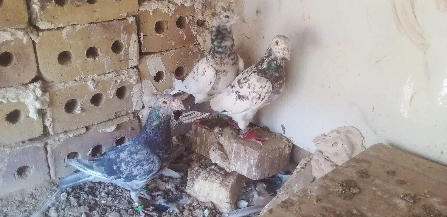 کبوتر‌سار|پرنده|تایباد, |دیوار