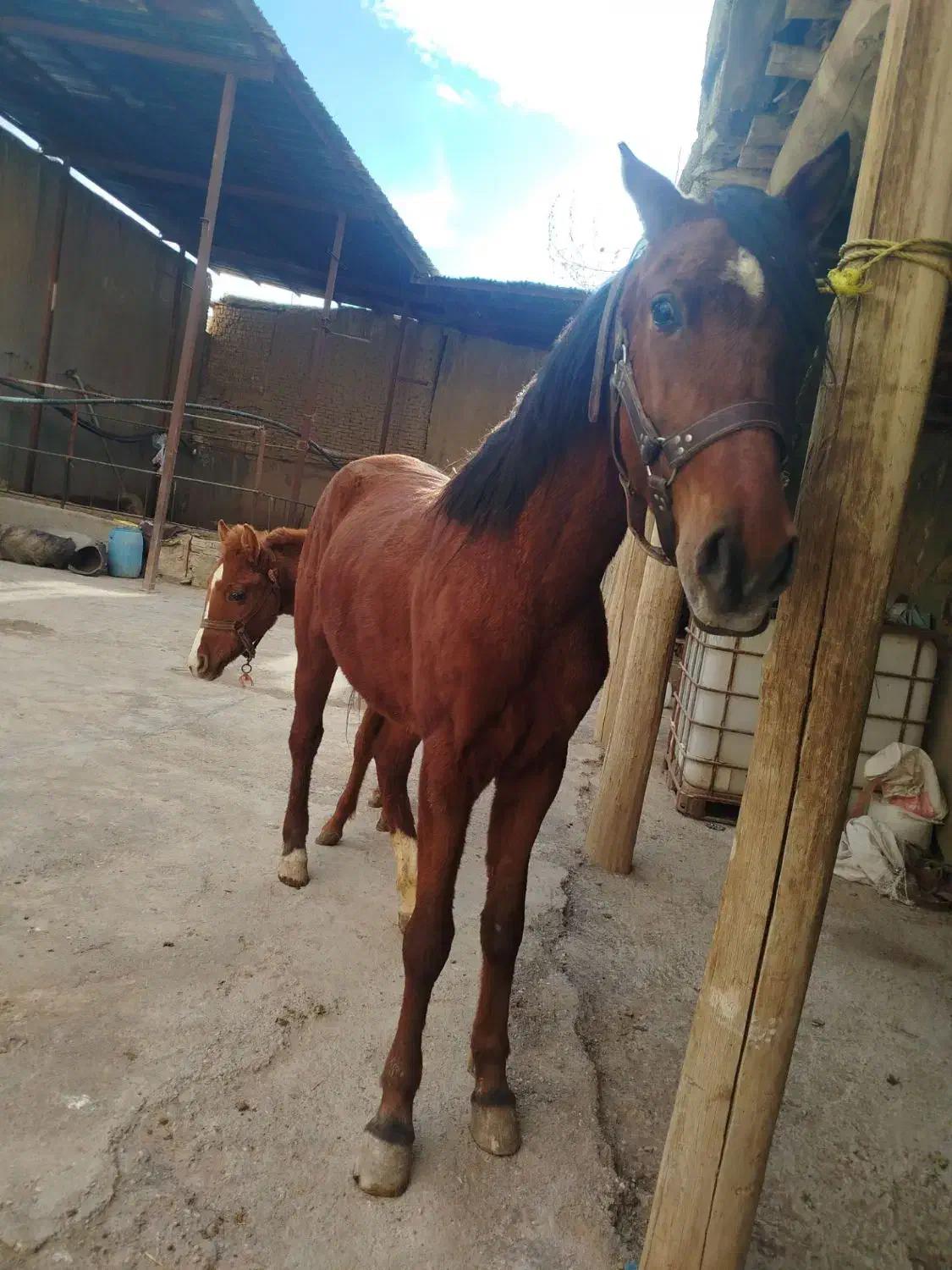 اسب|اسب و تجهیزات اسب‌سواری|لالجین, |دیوار