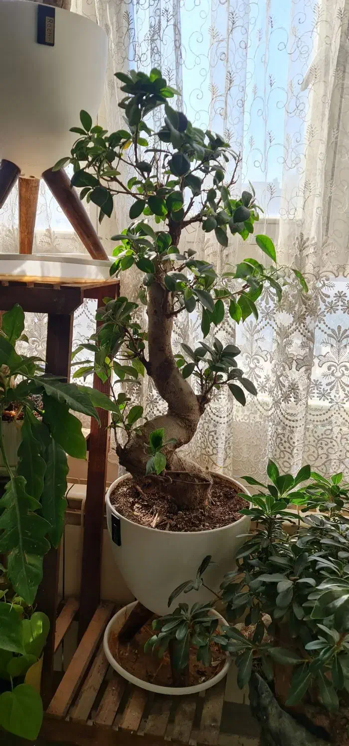 بونسای اس|گل و گیاه طبیعی|اصفهان, جلالیه|دیوار