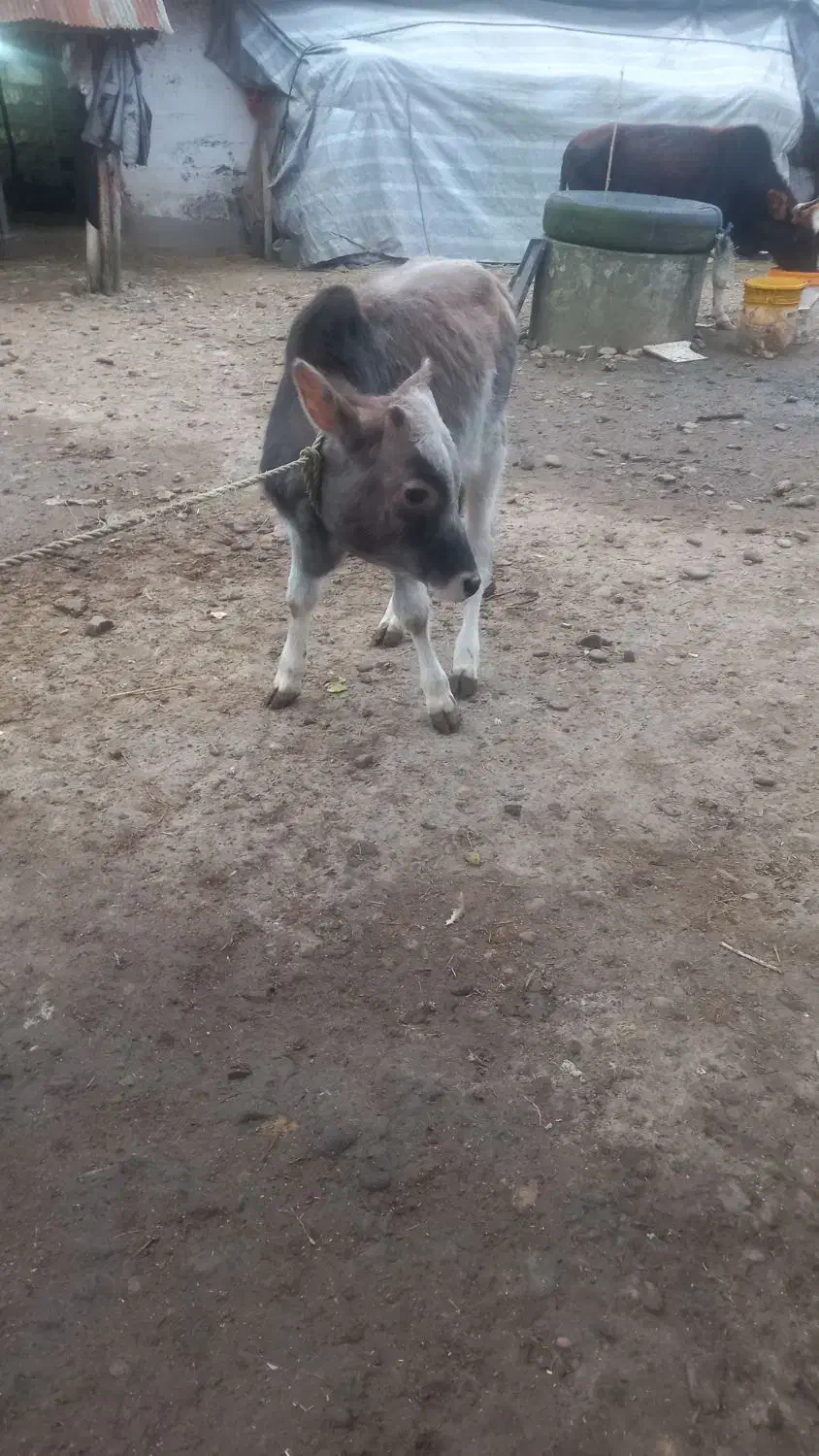 گاو‌‌محلی|حیوانات مزرعه|سیاهکل, |دیوار