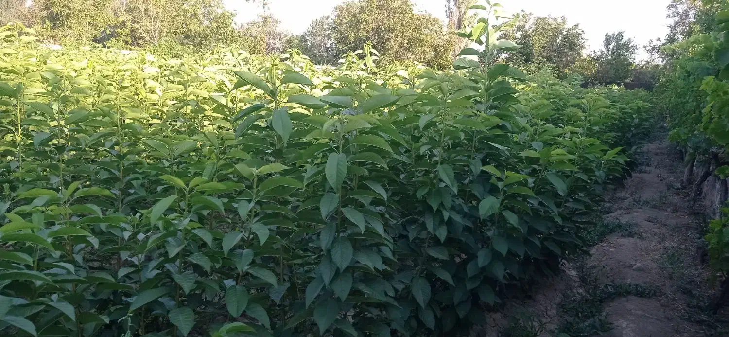 نهال گیلاس تک دانه و آلبالو اسرائیلی|خدمات باغبانی و درختکاری|انزل, |دیوار