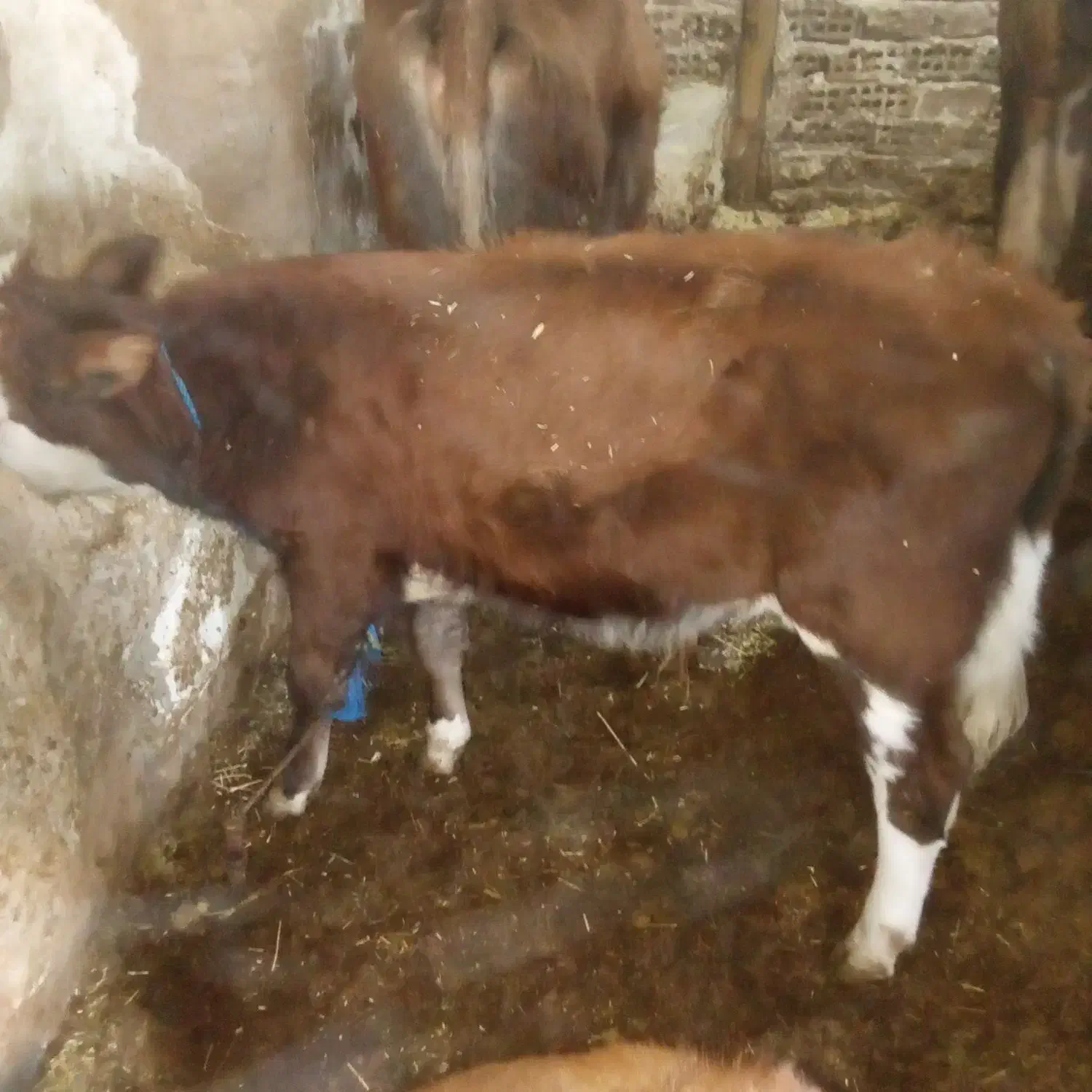 گوساله نر سیمینتال|حیوانات مزرعه|باوله, |دیوار