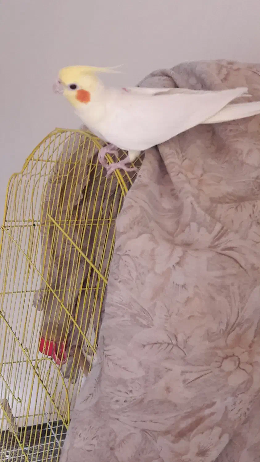 عروس هلندی مولدوتازدانخور وسرلاکی|پرنده|اصفهان, سرشبادران|دیوار