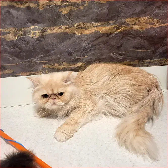 گربه پرشین نر|گربه|مشهد, جانباز|دیوار