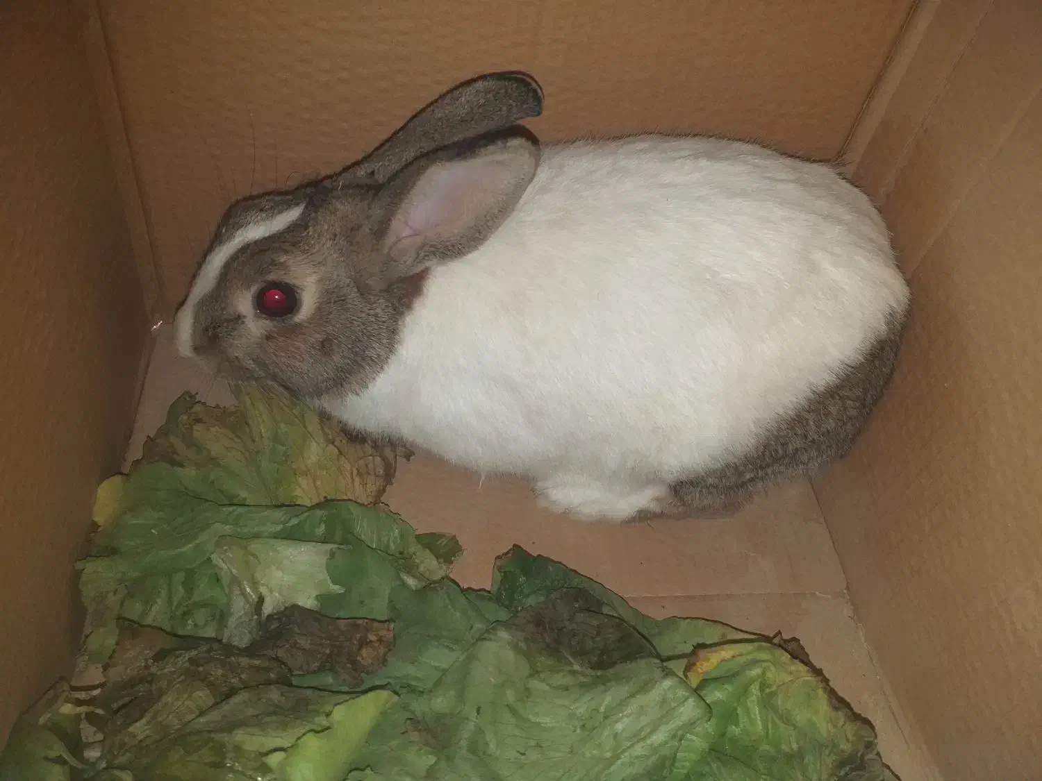 خرگوش|موش و خرگوش|ابریشم, |دیوار