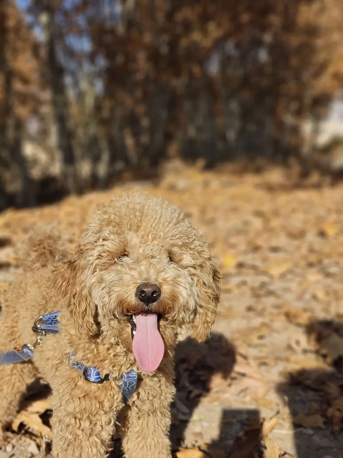 سگ توی پودل نر ۱۰ ماهه|سگ|مشهد, رضاشهر|دیوار