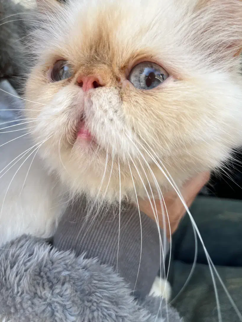 گربه سفید پرشین|حیوانات|بوشهر, |دیوار