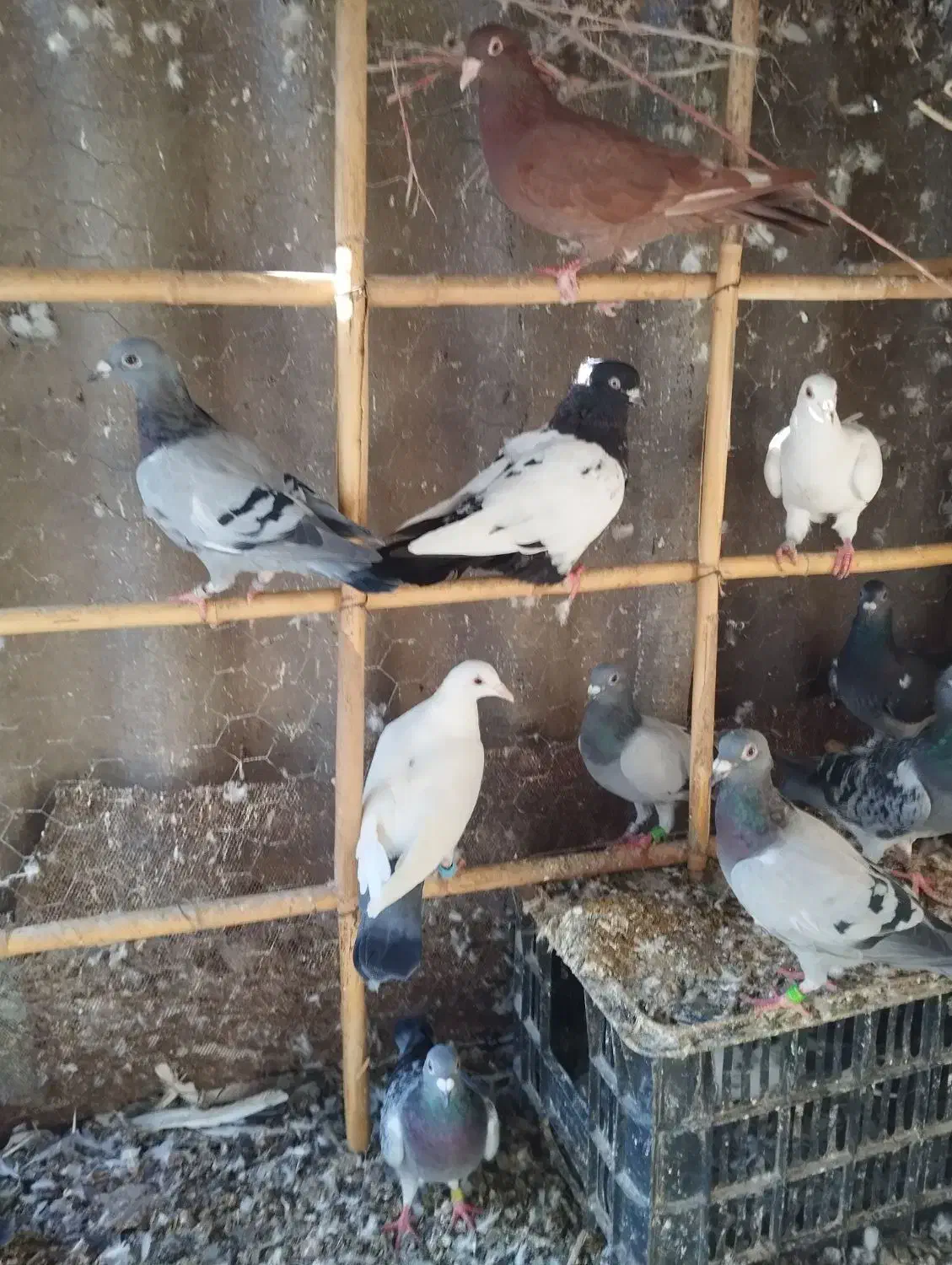 کبوتر پرشی آلمانی|پرنده|گالیکش, |دیوار