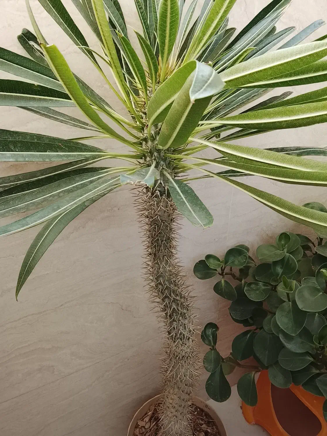 گل طبیعی ماداگاسکار|گل و گیاه طبیعی|پاکدشت, پاکدشت (مامازند)|دیوار