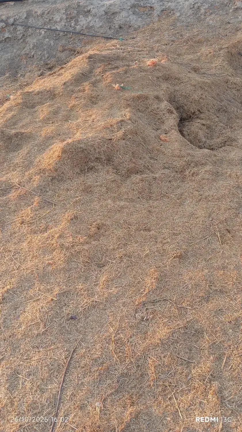 گاه زرد برای کاه گل|عمدهفروشی|زابل, |دیوار