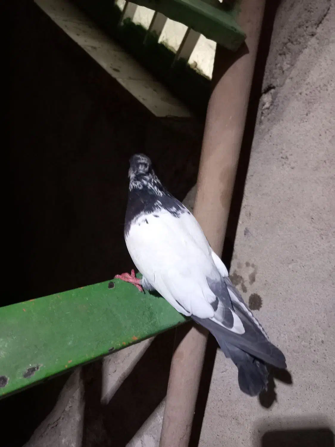 گرفتنی|پرنده|اندیمشک, |دیوار