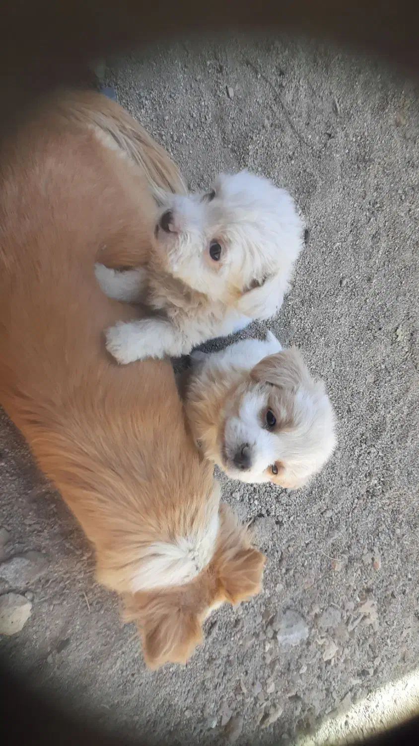 سگ اهلی|سگ|الیگودرز, |دیوار