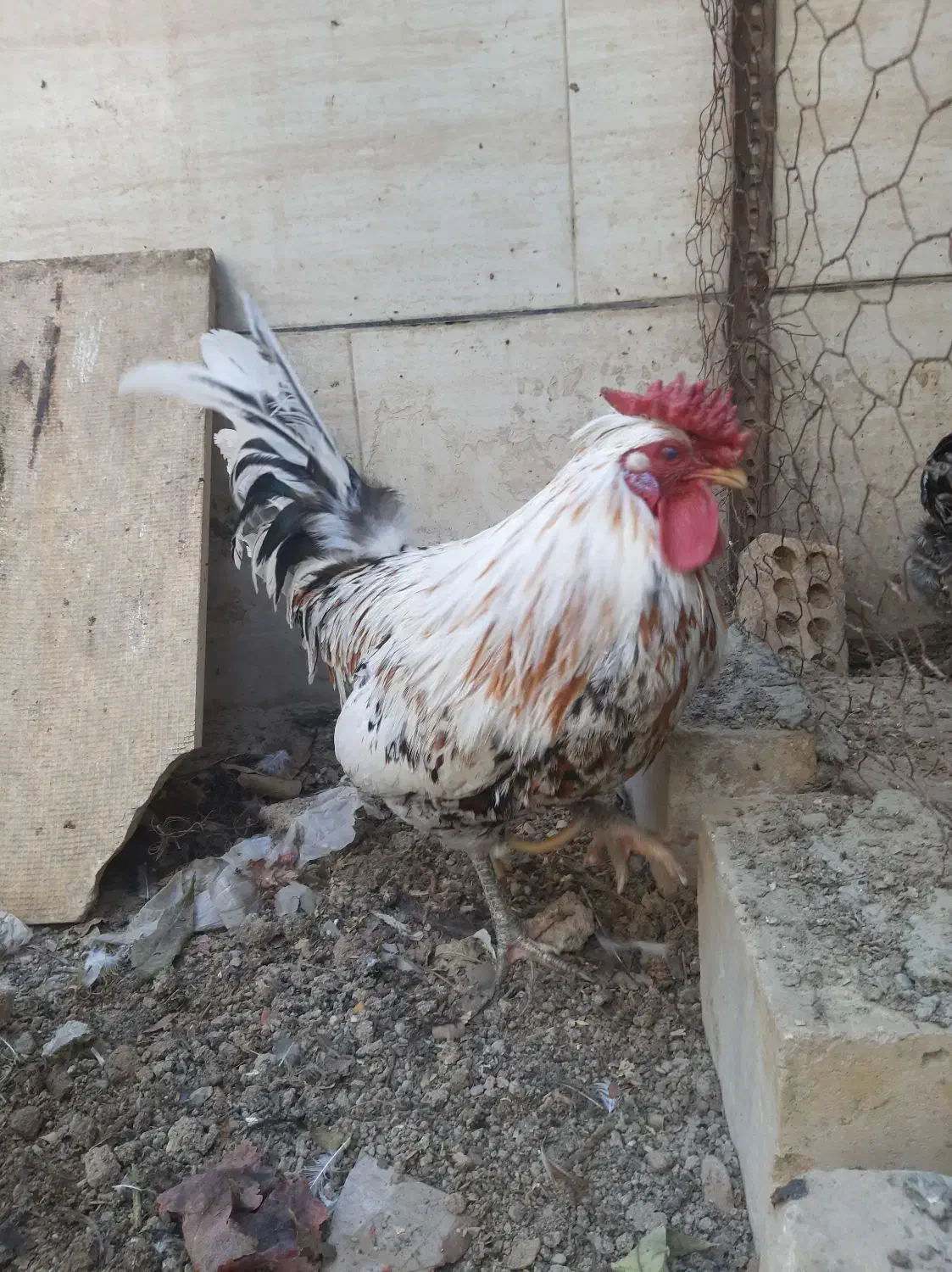 خروس گلین لری اصیل چهل تاج کیفیت بالا|حیوانات مزرعه|اصفهان, خرم|دیوار