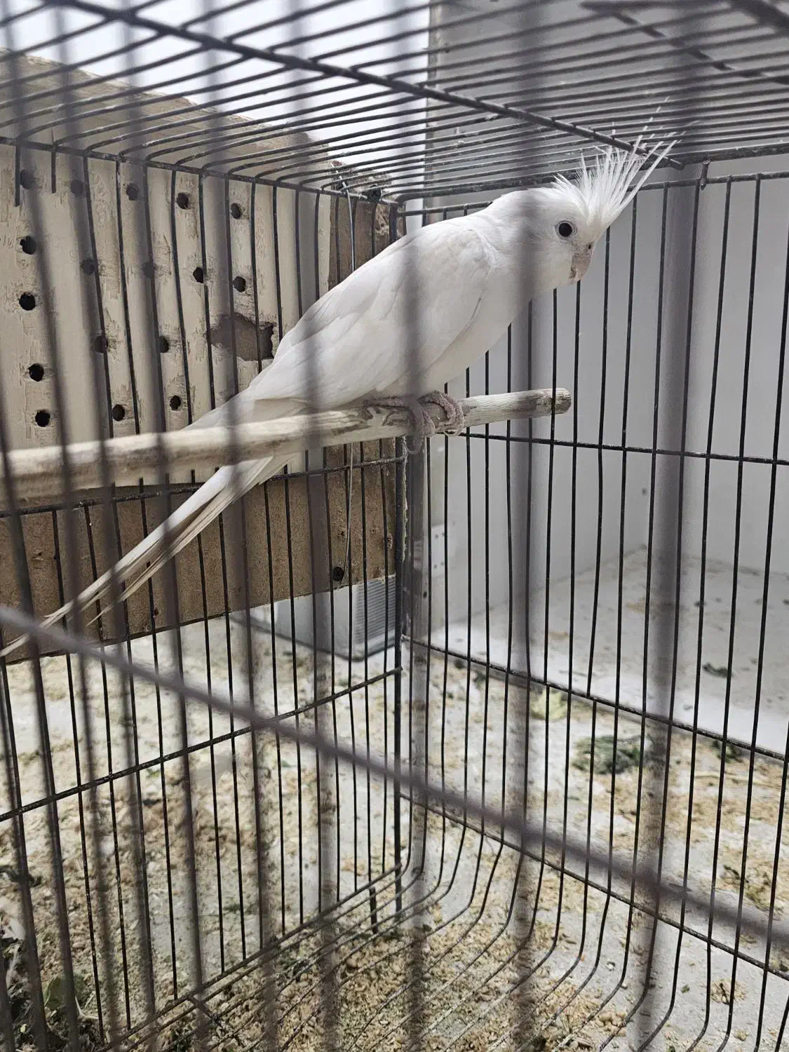 طوطی لوتینو|پرنده|بندر ماهشهر, |دیوار