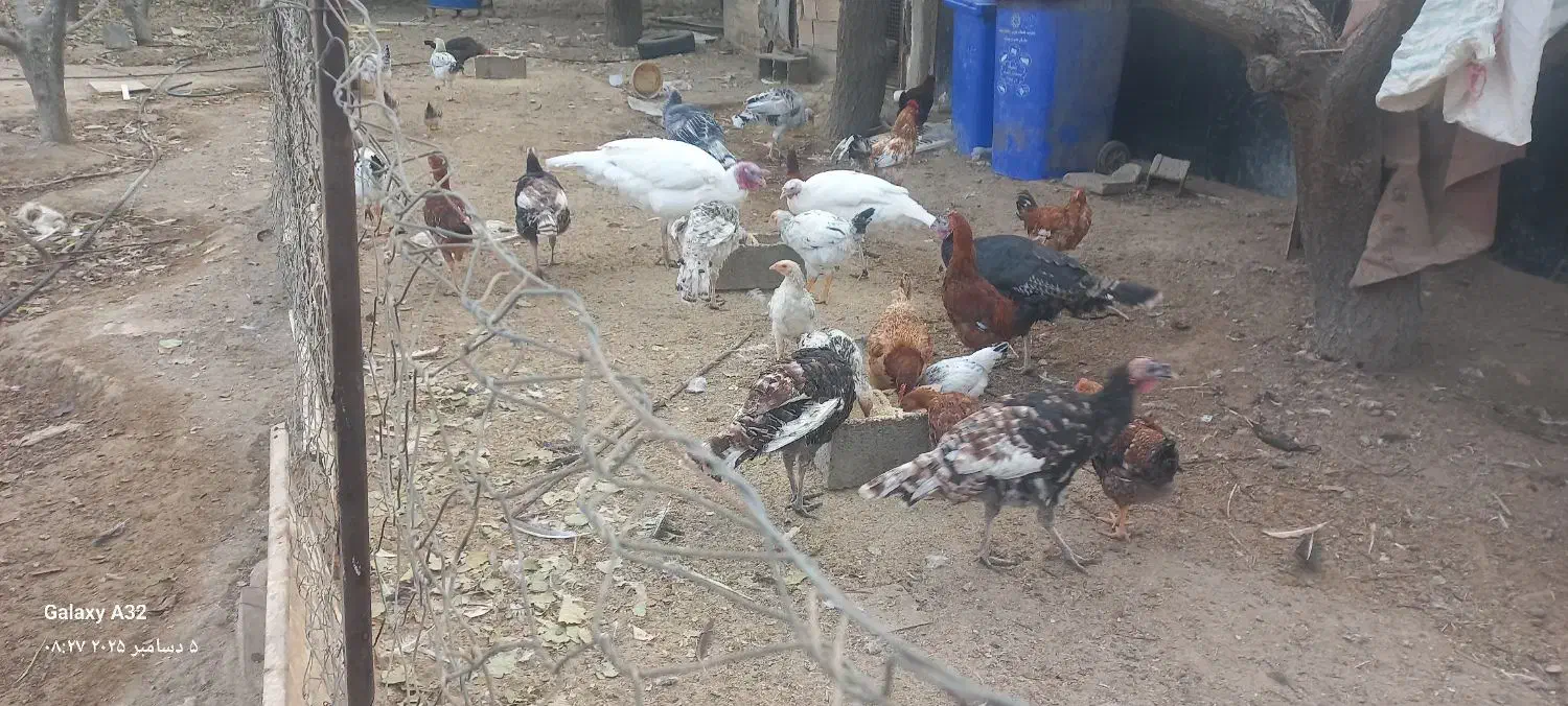 خروس رسمی درجه یک|حیوانات مزرعه|تهران, شهرک طالقانی|دیوار