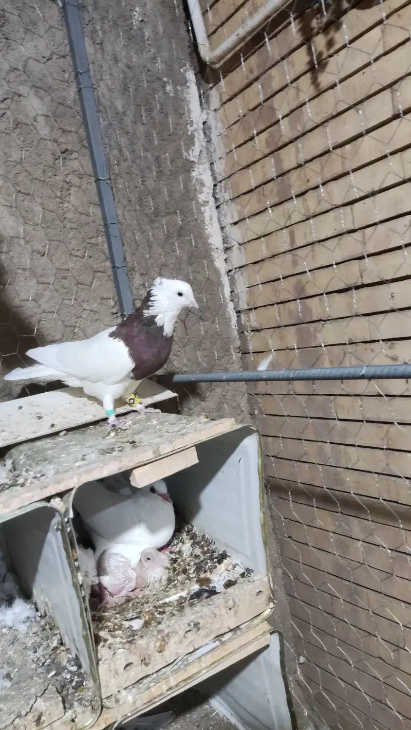 نر طوق سرخ|پرنده|راور, |دیوار