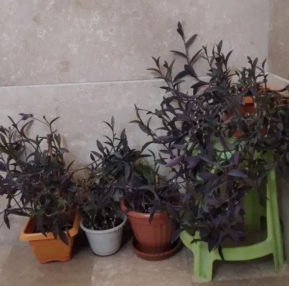 گل بنفش|گل و گیاه طبیعی|شهریار, شهریار|دیوار