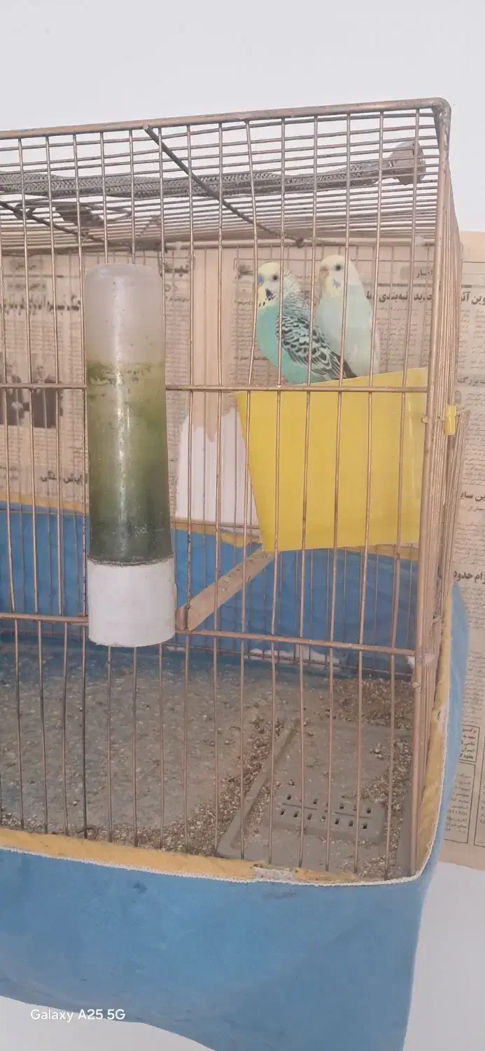 مرغ عشق|پرنده|شیراز, شهرک مهرگان|دیوار