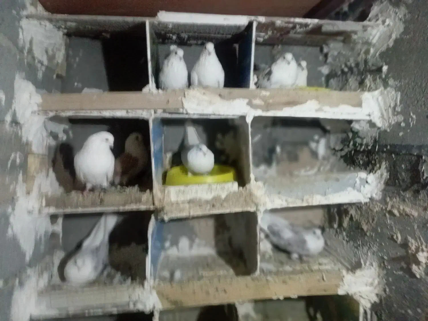 کبوتر|پرنده|بیجار, |دیوار