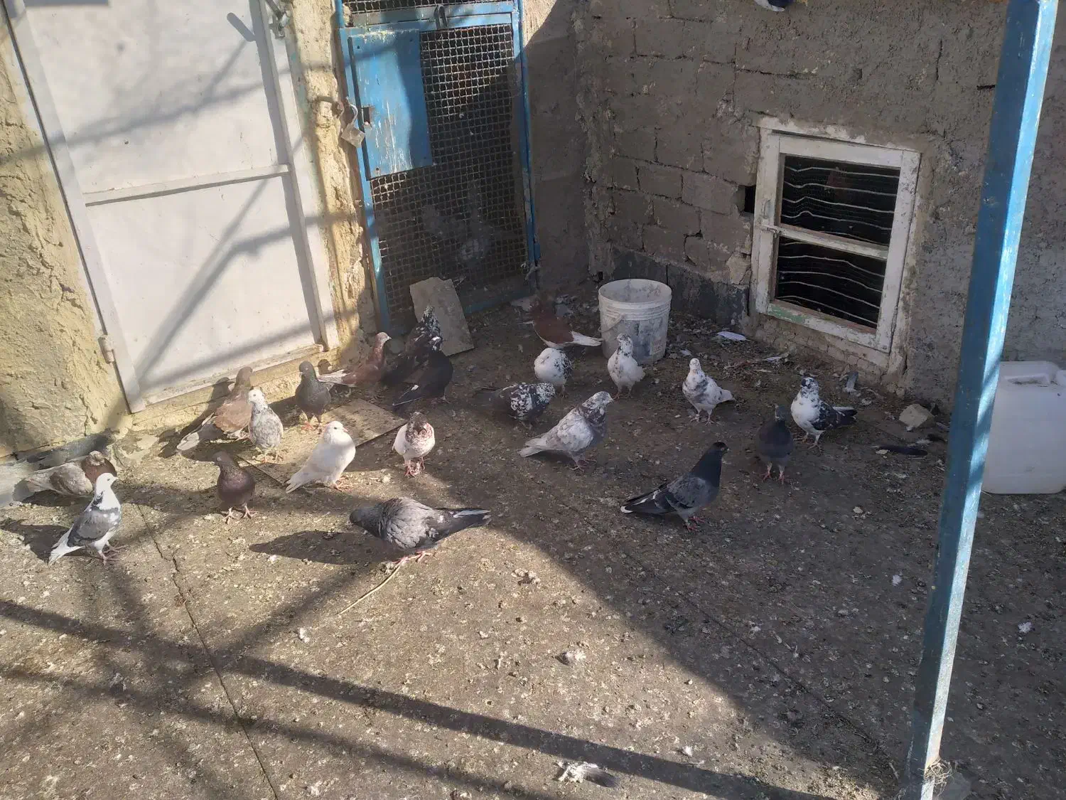 کفترفروشی|پرنده|آشتیان, |دیوار