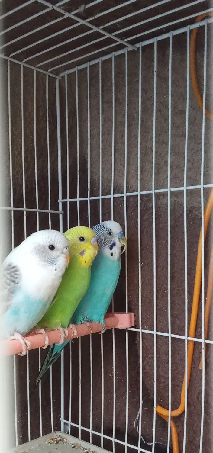 مرغ عشق|پرنده|شیروان (خراسان), |دیوار