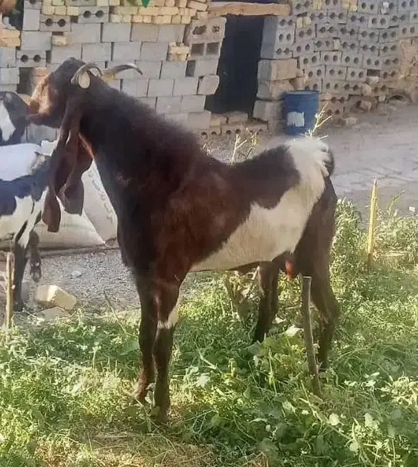 ۲۱۰۰۰۰۰۰|حیوانات مزرعه|ابریشم, |دیوار