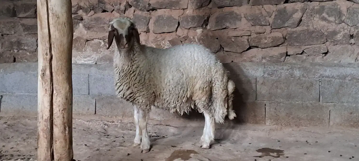 بره قوچ داشتی (کاور ورن)|حیوانات مزرعه|کرمانشاه, |دیوار