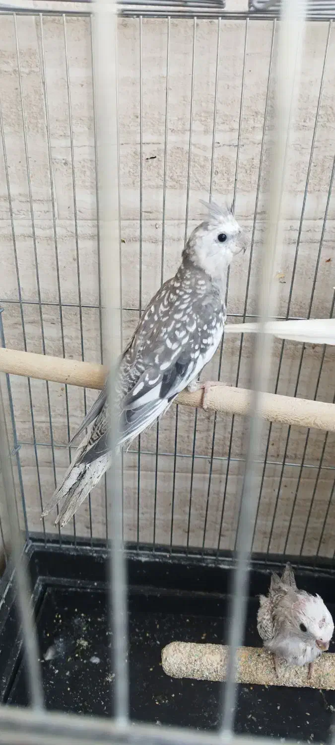 عروس هلندی|پرنده|صباشهر, |دیوار