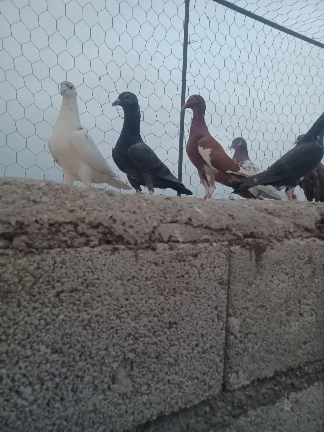 پرنده|پرنده|شوشتر, |دیوار