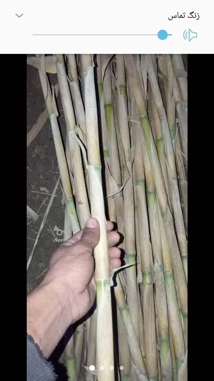 نی هندوانه|خدمات باغبانی و درختکاری|گنبد کاووس, |دیوار