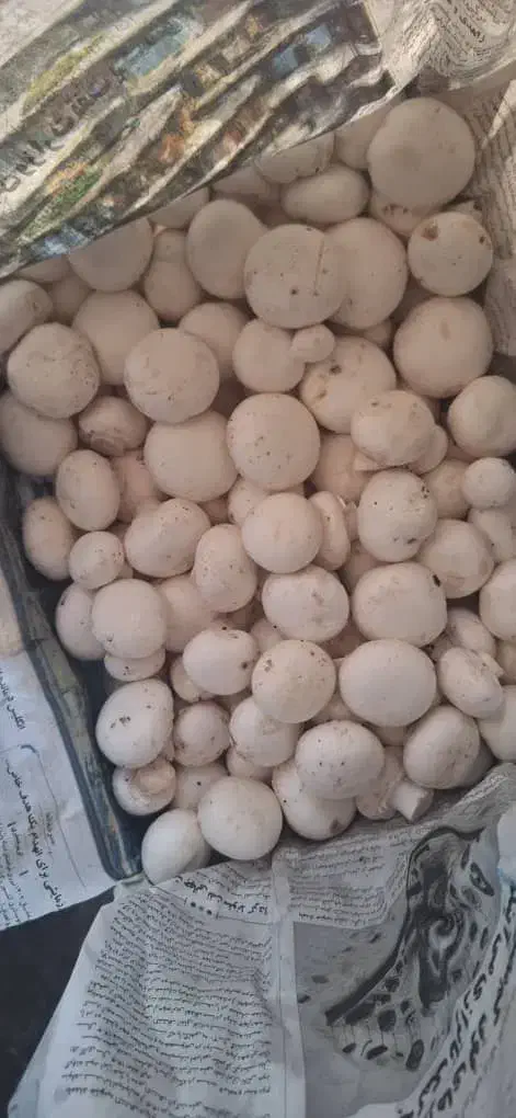 فروش قارچ درجه ۱ گوشتی و با کیفیت|خوردنی و آشامیدنی|شیراز, شهرک گلستان|دیوار