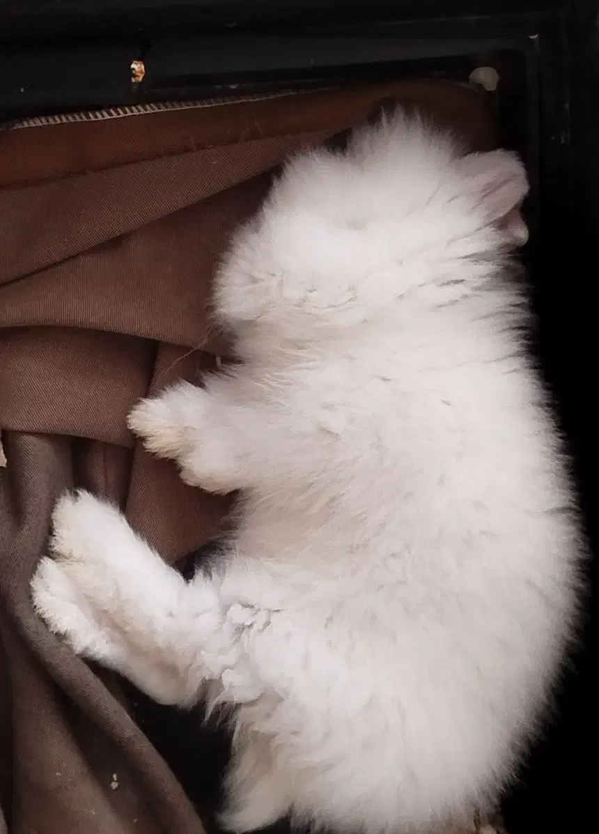 خرگوش لوپ|موش و خرگوش|مریوان, |دیوار