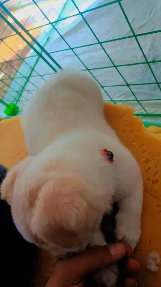 واگذاری سگ نژاد شیتزو|سگ|سیرجان, |دیوار