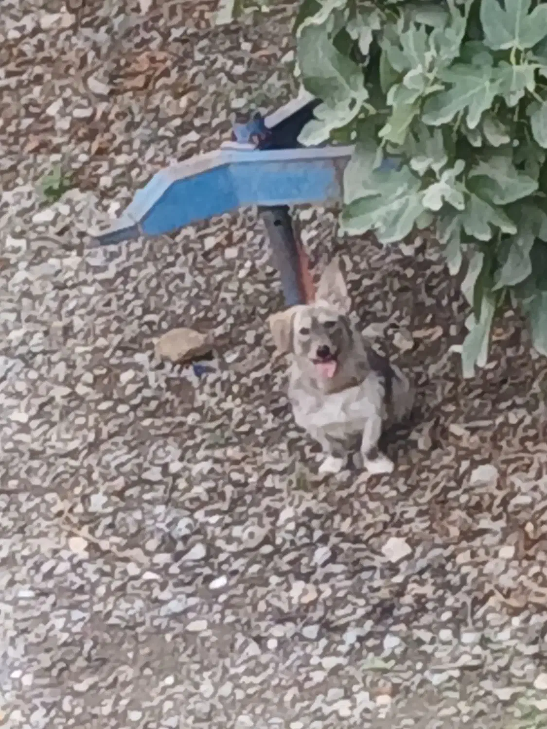 سگ گمشده|حیوانات|گرگان, |دیوار