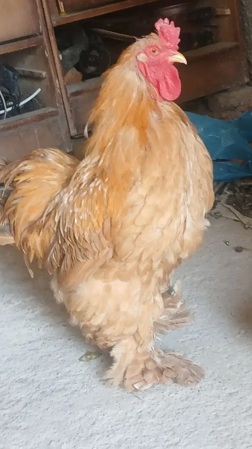 خروس چکمه پا|پرنده|گرمسار, |دیوار