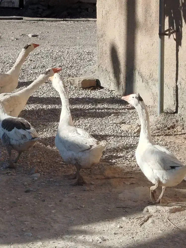 غو غاز|حیوانات مزرعه|خرم‌آباد, |دیوار