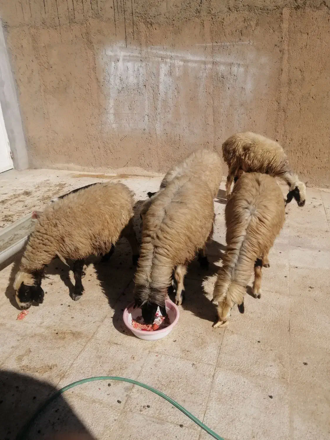 فروش میش بره دار|حیوانات مزرعه|ارژن, |دیوار