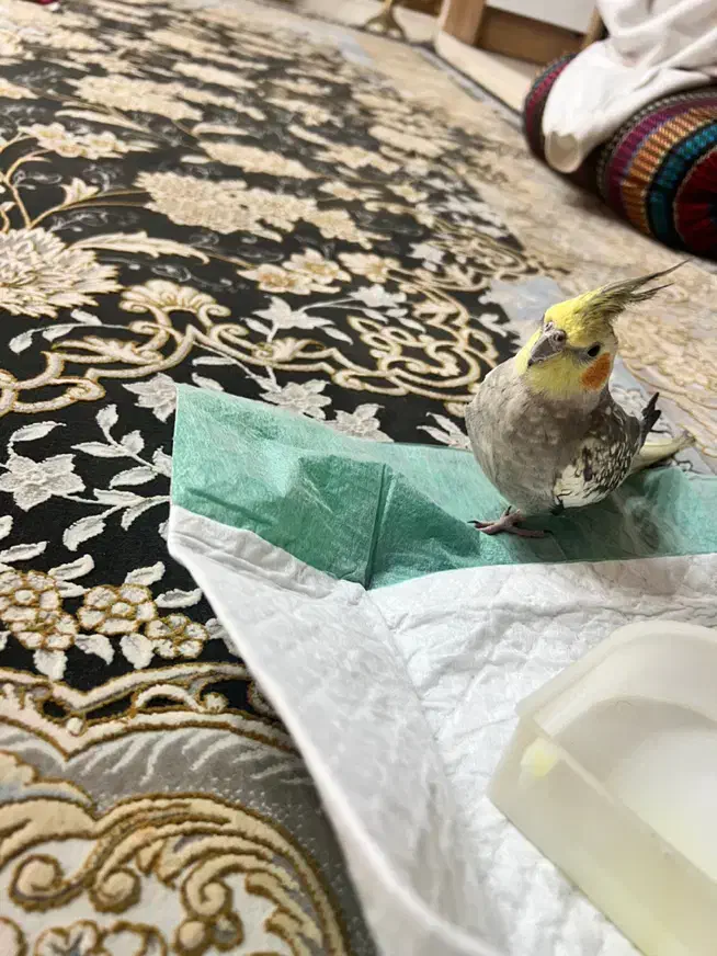 عروس هلندی گمشده|حیوانات|ملارد, |دیوار