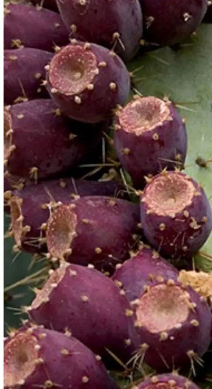 میوه کاکتوس اپونتیا|خوردنی و آشامیدنی|قم, حاج زینل|دیوار