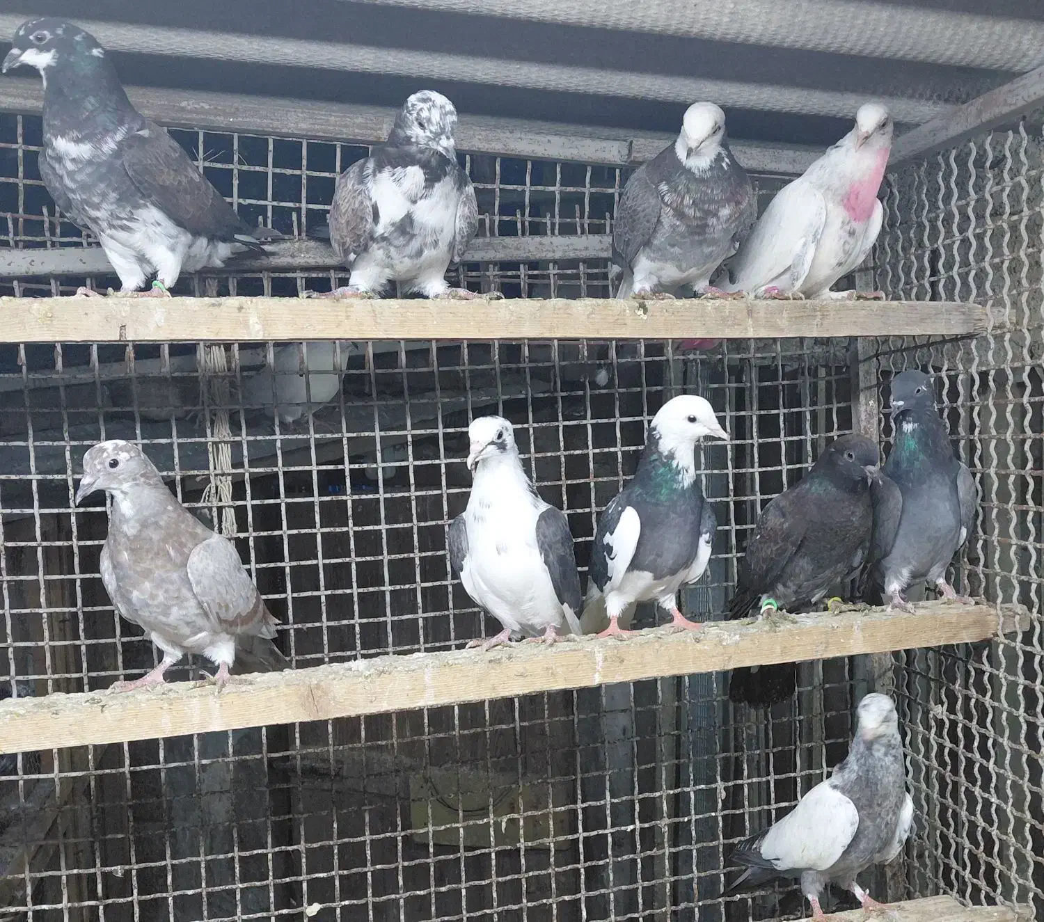 کبوتر جوجه هوایی|پرنده|قائم‌شهر, |دیوار