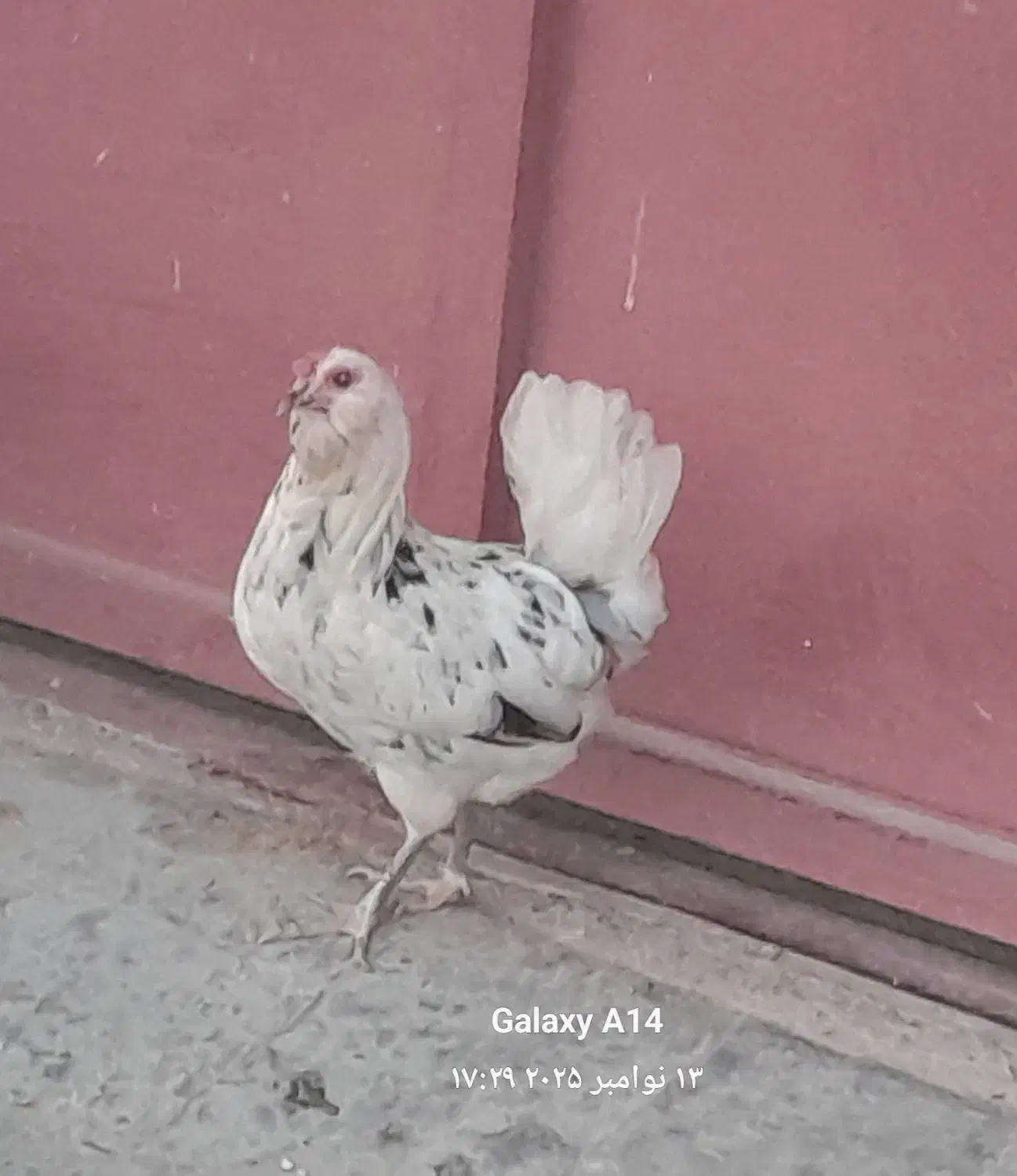 مرغ گلین|حیوانات مزرعه|سرپل ذهاب, |دیوار