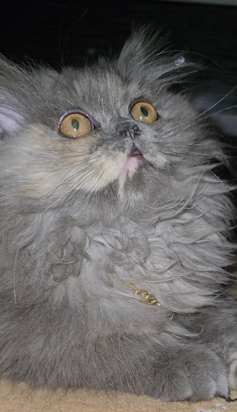 فروشی|گربه|بندر امام خمینی, |دیوار