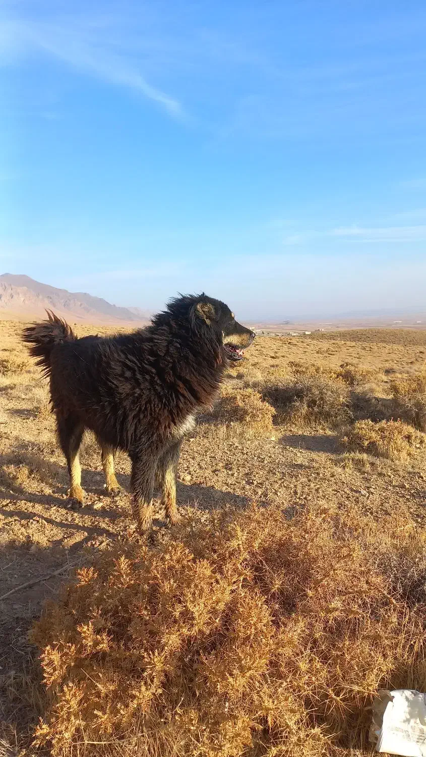 دوتا سگ گله ای|سگ|چادگان, |دیوار