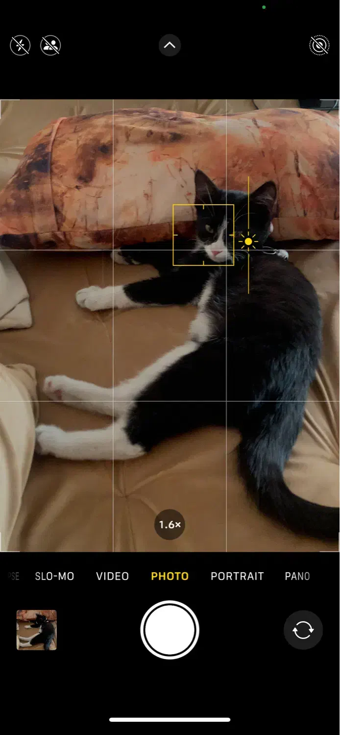 واگذاری|گربه|کرج, اتحاد|دیوار