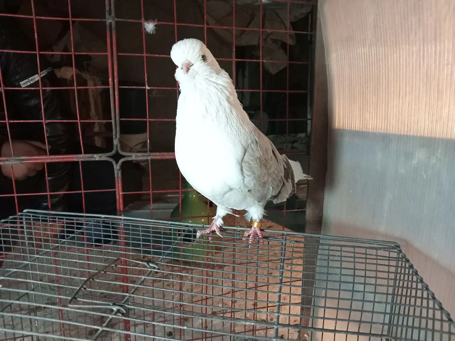 دوکت قنار|پرنده|محمدشهر, محمدشهر|دیوار