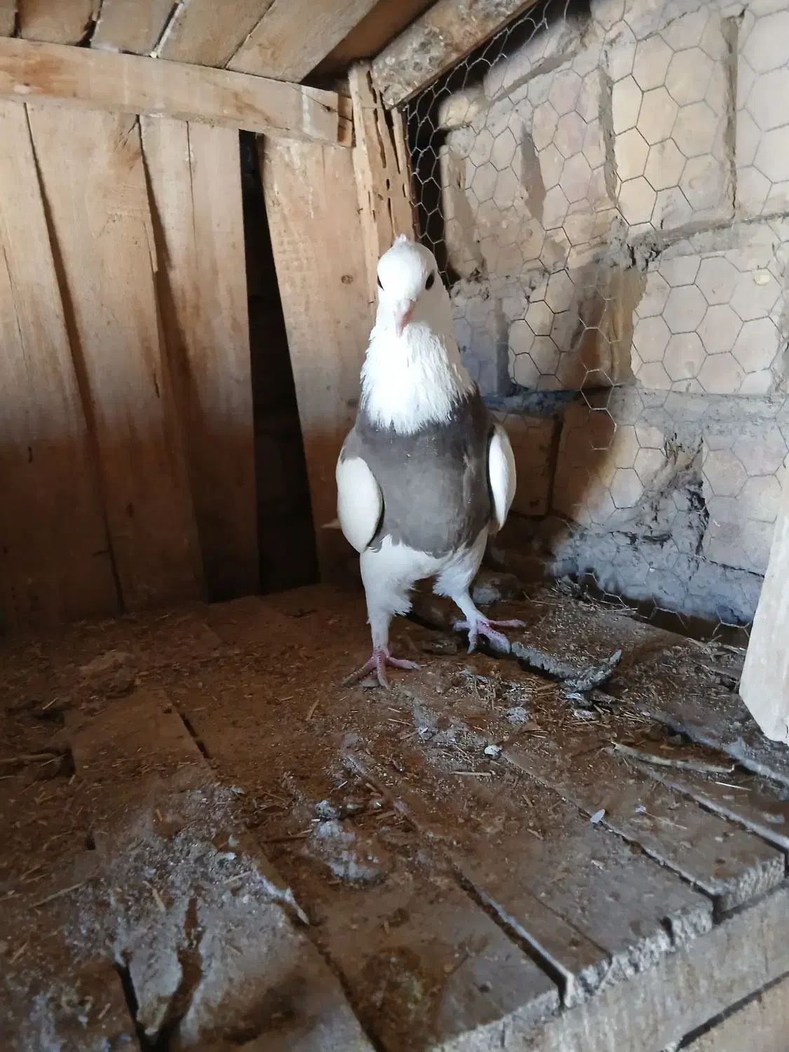 کبوتر طوقی و پرشی|پرنده|جعفرآباد, |دیوار