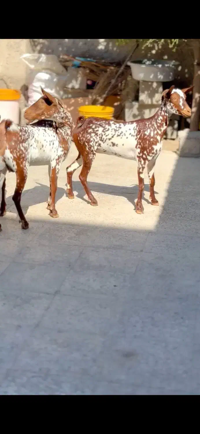 خالص بزغا|حیوانات مزرعه|انار, |دیوار